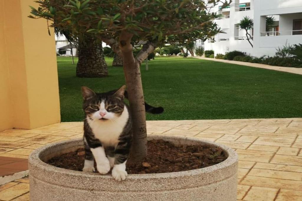Casa En Urb. Con La Piscina Mas Grande De Javea. Ngoại thất bức ảnh